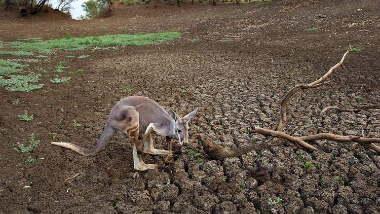 Avustralya&#039;da kuraklık alarmı! 