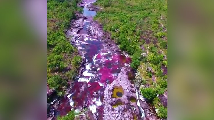 Gökkuşağı nehri Cano Cristales