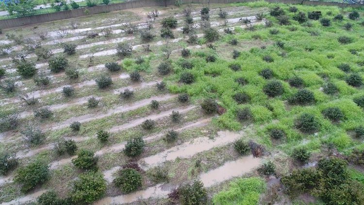Çiftçi borcuna afet ertelemesi! Tarım Bakanlığı'ndan açıklama geldi