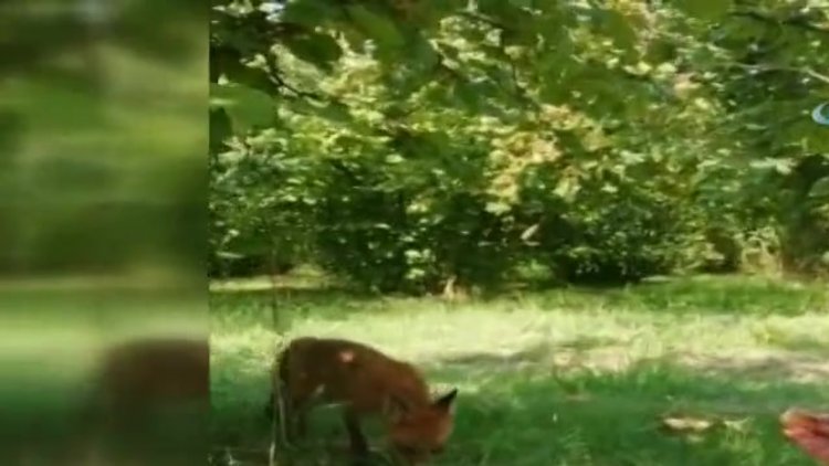 Fındık toplayan kadın karşısında tilkiyi görünce sohbete başladı
