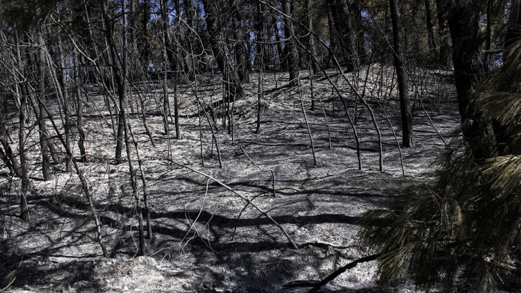 Mudanya'da küle dönen bölge ne olacak?