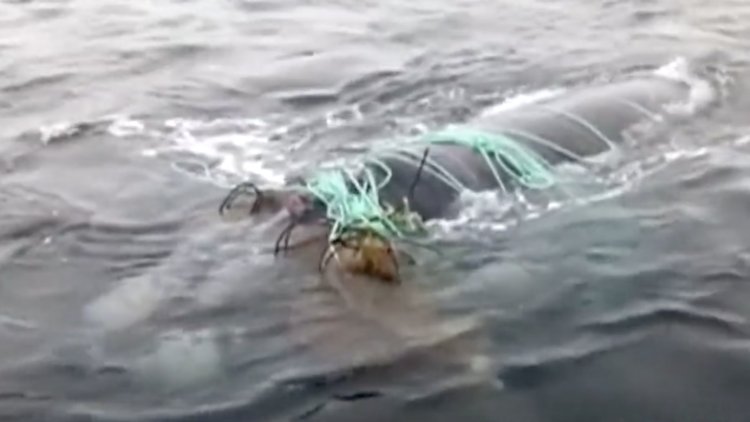 Balıkçı ağlarına takılan balina böyle kurtarıldı