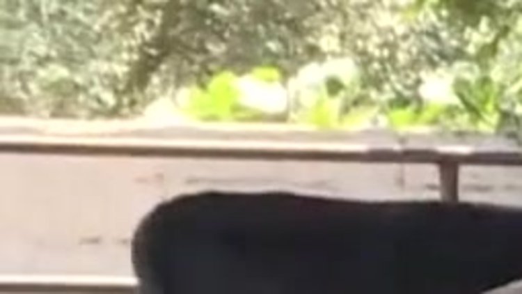 "Yaz aylarında kurban kesimi bir saati geçmemeli"