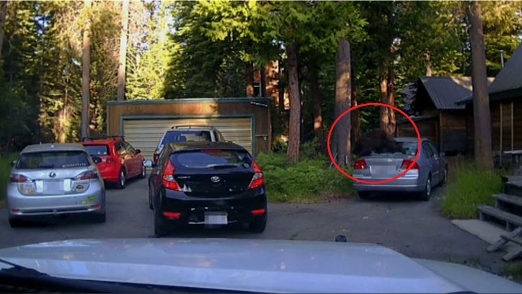 Şehre inen ayı arabada mahsur kaldı