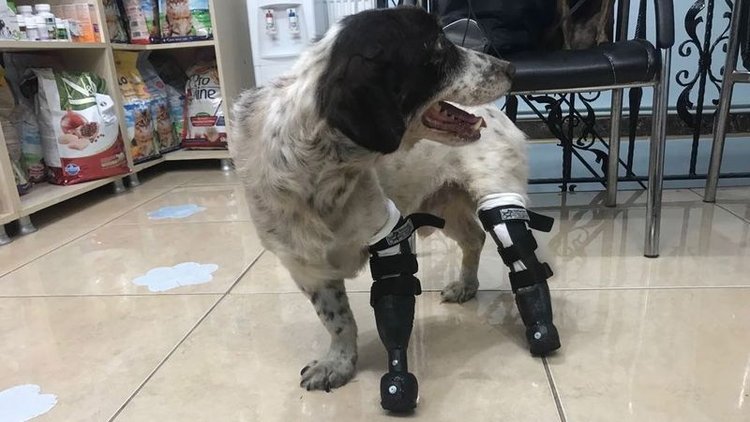 Bacakları kesilen köpek yürüyebilecek