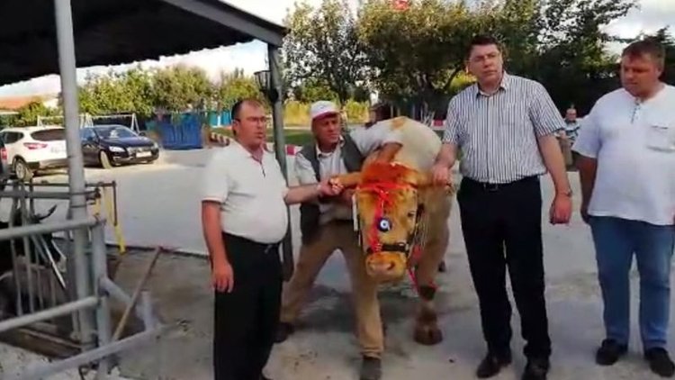 Cumhurbaşkanı Erdoğan'a kurbanlığı belli oldu