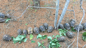 Kaplumbağa kaçakçılarına darbe