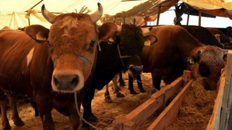 Diyanet'ten kurban bedelinde artış iddialarına yanıt