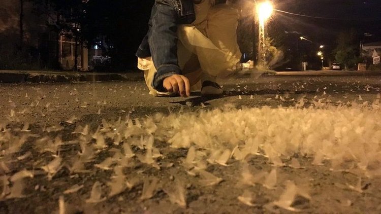 Kelebeklerin ölüm dansı