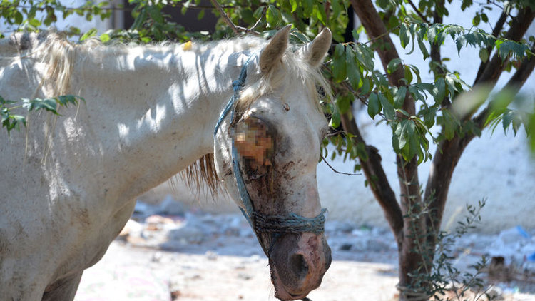 Vahşet! Atın gözünü oydular!