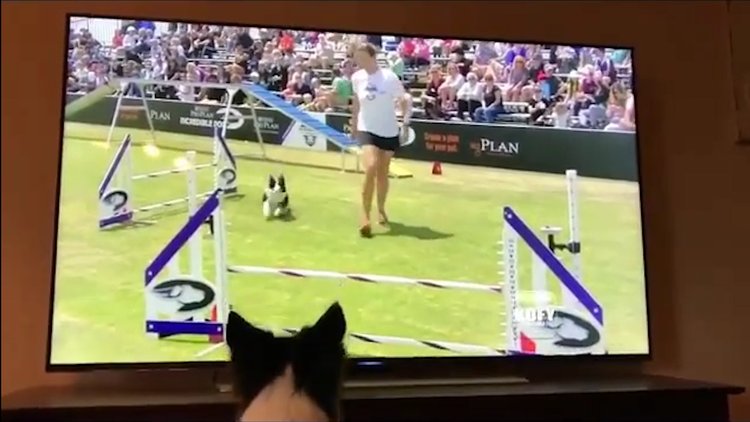 Katıldığı yarışmanın tekrarını izlerken aynı heyecanı yaşayan köpek