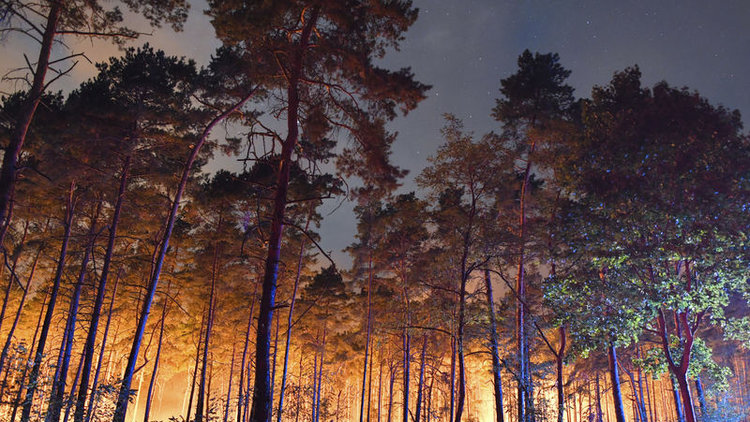 Almanya'da orman yangını! 3 köy tahliye edildi