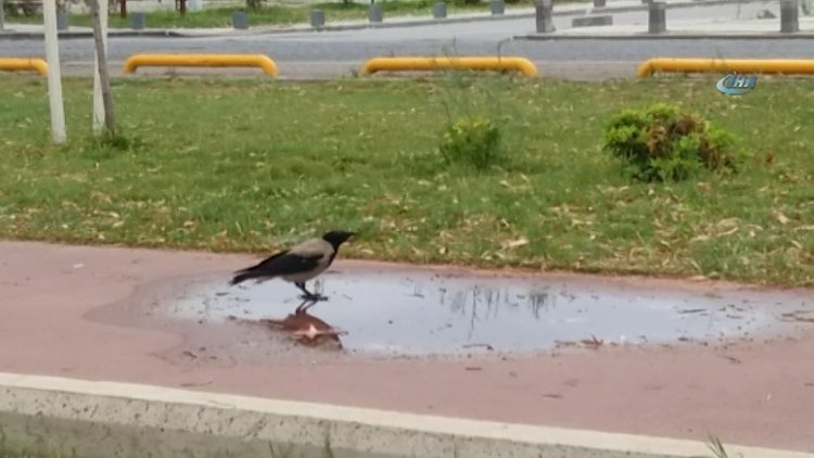 Karganın şaşırtan zekası