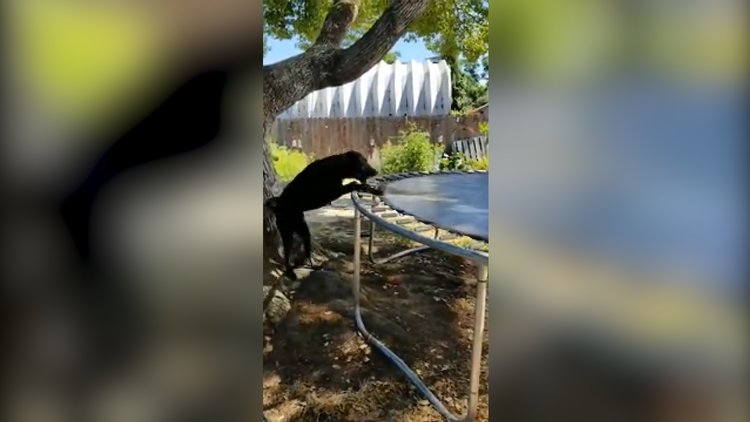 Oynayacak kimse bulmayınca kendine oyun bulan zeki köpek