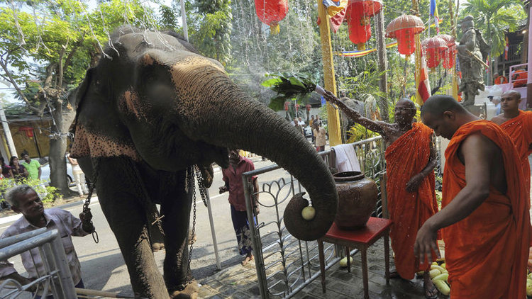 Buda'nın diş kalıntıları filin sırtında
