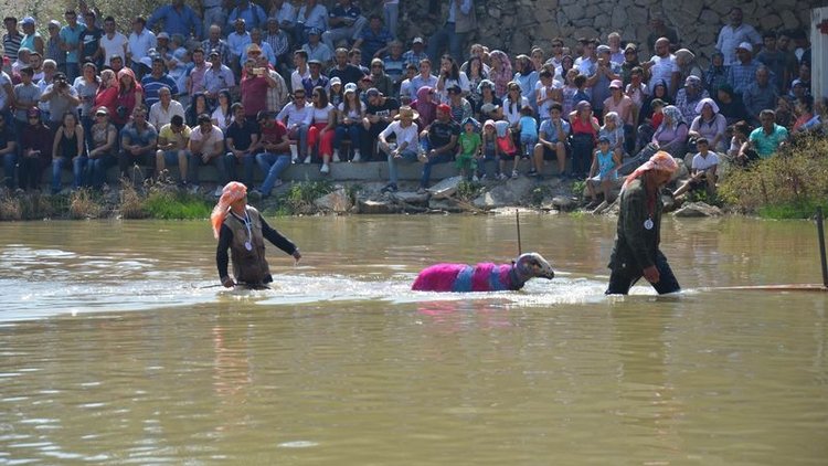 845 yıllık yarışma! Denizli'de çobanlar birinci olabilmek için yarıştı