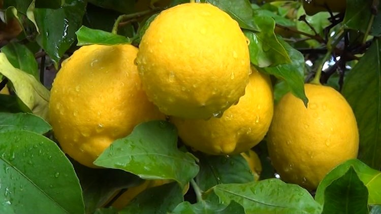 Limonun fiyatı can sıktı