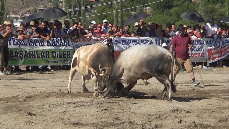 Boğa güreşlerinde kavga! Ortalık savaş alanına döndü
