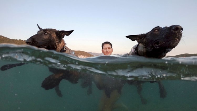 Köpekler ve sahipleri beraber yüzme yarışına katıldı