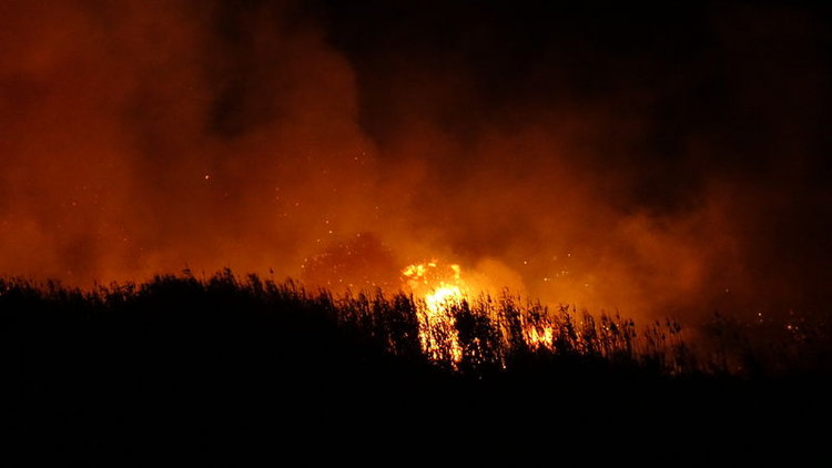 Balıkesir Edremit'te sazlık yangını