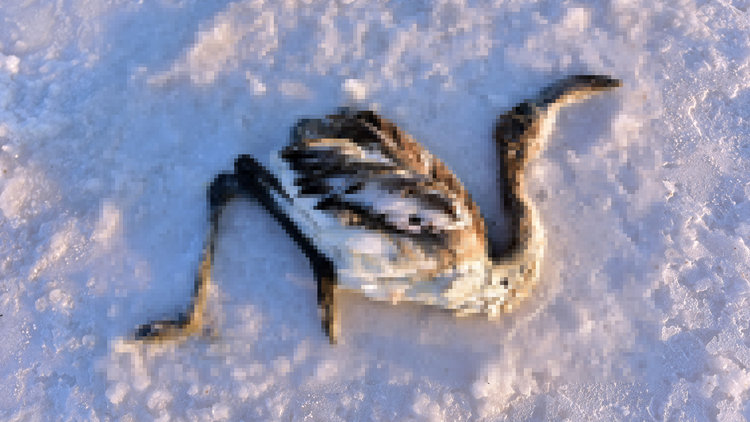 Tuz Gölü flamingo mezarlığına döndü!