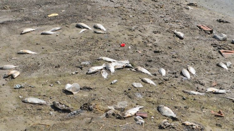 İsyan ettiren görüntü! Binlerce ölü balık kıyıya vurdu