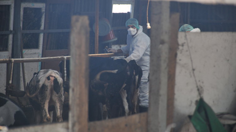 Silivri'deki şarbon vakasında son gelişmeler