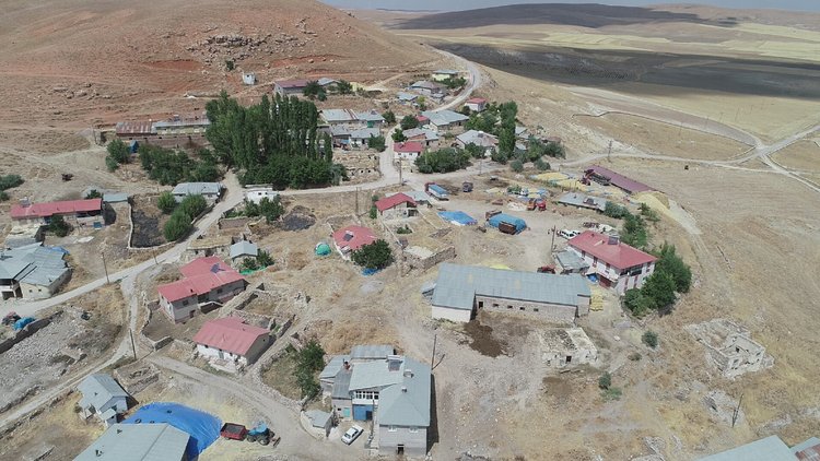 Sivas'ta şarbon karantinası sürüyor! Hayvanlar kireçle gömüldü