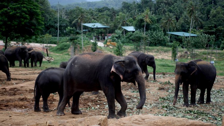 İşte dünyanın ilk ve tek fil yetimhanesi...