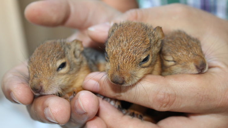 Fabrikadaki kütükten çıkan yavru sincaplar koruma altına alındı