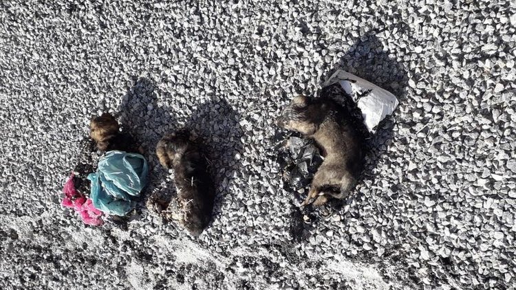 Zifte yapışan yavru köpekler böyle kurtarıldı