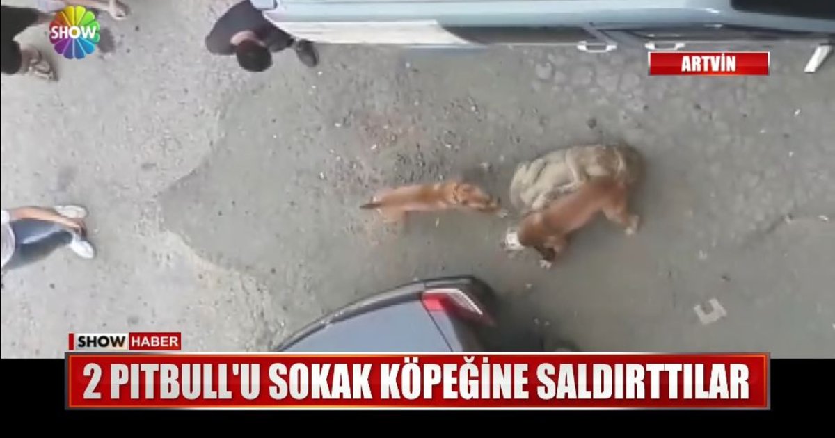 2 pitbull u sokak kopegine saldirttilar