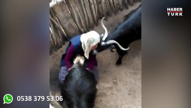Köylü kadının keçileri sağarken gösterdiği sevgi sosyal medyayı salladı