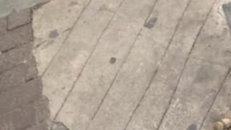 Mama için dilenen kedi fenomen oldu