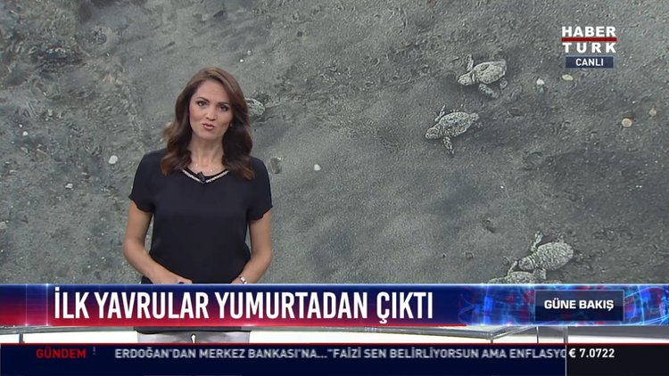İlk yavrular yumurtadan çıktı: Çeşme'de Caretta Caretta kablumbağaları denize kavuştu