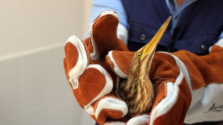 Bir eve Hint Balıkçıl kuşu girdi