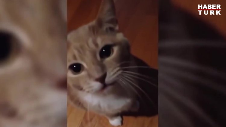 Bu kedilerin şakası yok