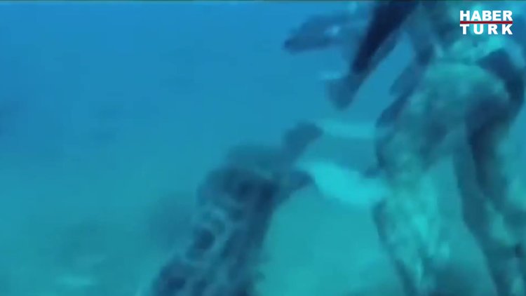 Sinirli hayvanlar insanlara saldırırken