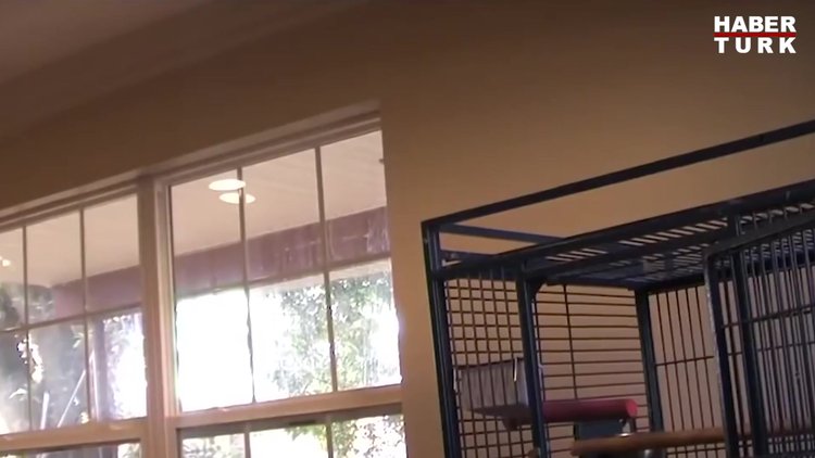 Sinirlenen papağan ve diğer sinirli canlılar