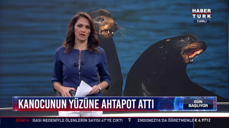 Kanocunun yüzüne ahtapot attı: Yeni Zelanda'da bir fok balığı kanocuya saldırdı