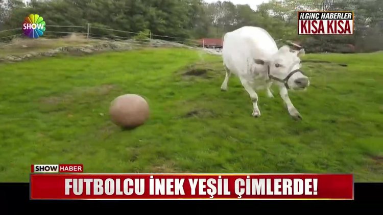 Futbolcu inek yeşil çimlerde