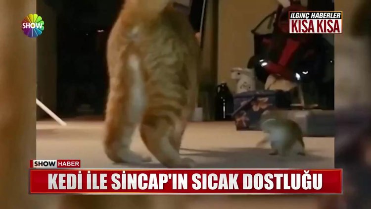 Kedi ile sincabın sıcak dostluğu
