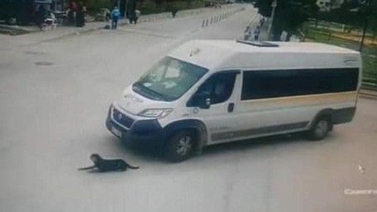 Bursa'da köpeği ezen servis şoförü işten kovuldu