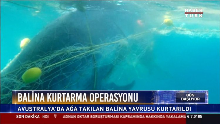 Balina kurtarma operasyonu: Avustralya'da ağa takılan balina yavrusu kurtarıldı