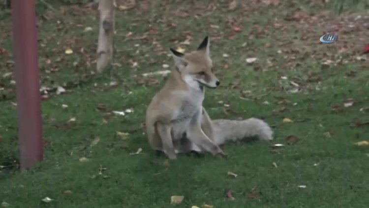 Lokantaya gelip karınlarını doyuruyorlar