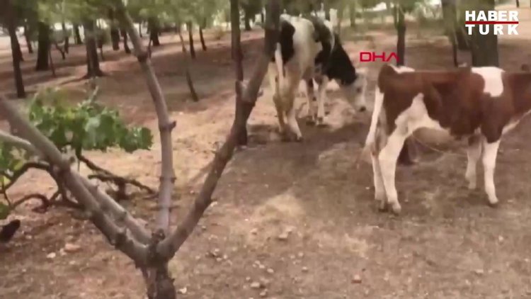 Çaldıkları minibüsle hayvan çalan 2 kişi yakalandı