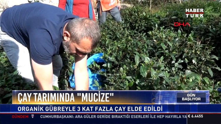 Çay tarımında "mucize": Organik gübreyle 3 kat fazla çay elde edildi
