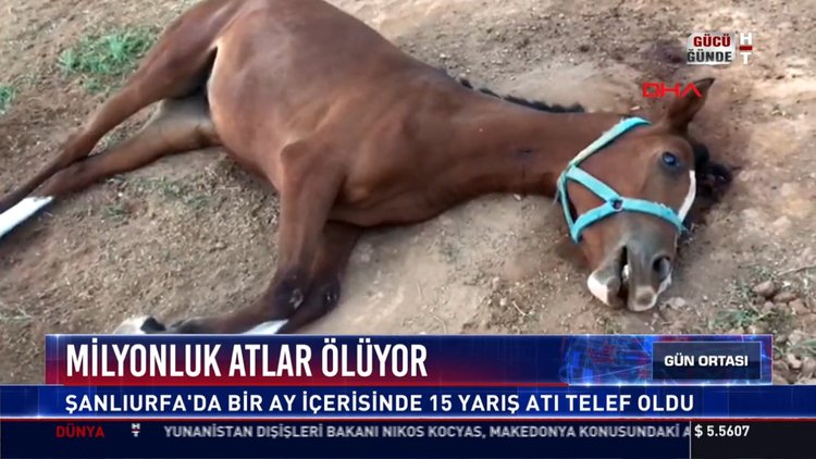 Milyonluk atlar ölüyor: Şanlıurfa'da bir ay içerisinde 15 yarış atı telef oldu