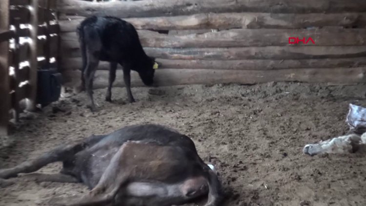 Kırıkkale Besiciye şok; 17 büyükbaşı telef oldu