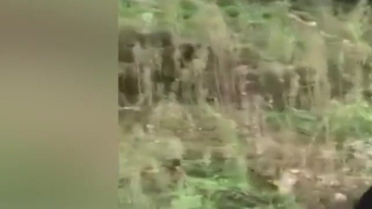 İneklere yapılan işkence gibi uygulama görenleri şoke etti